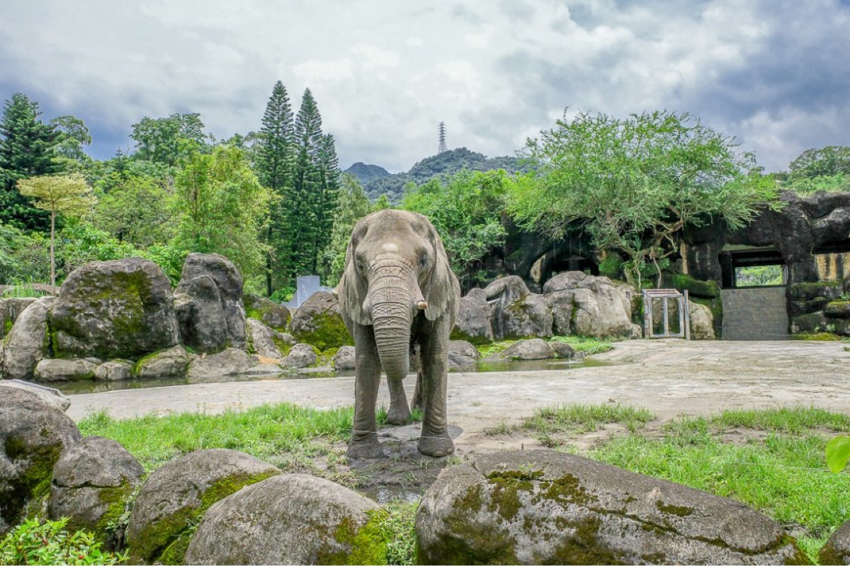 臺北市立動物園 | 去趣 chicTrip