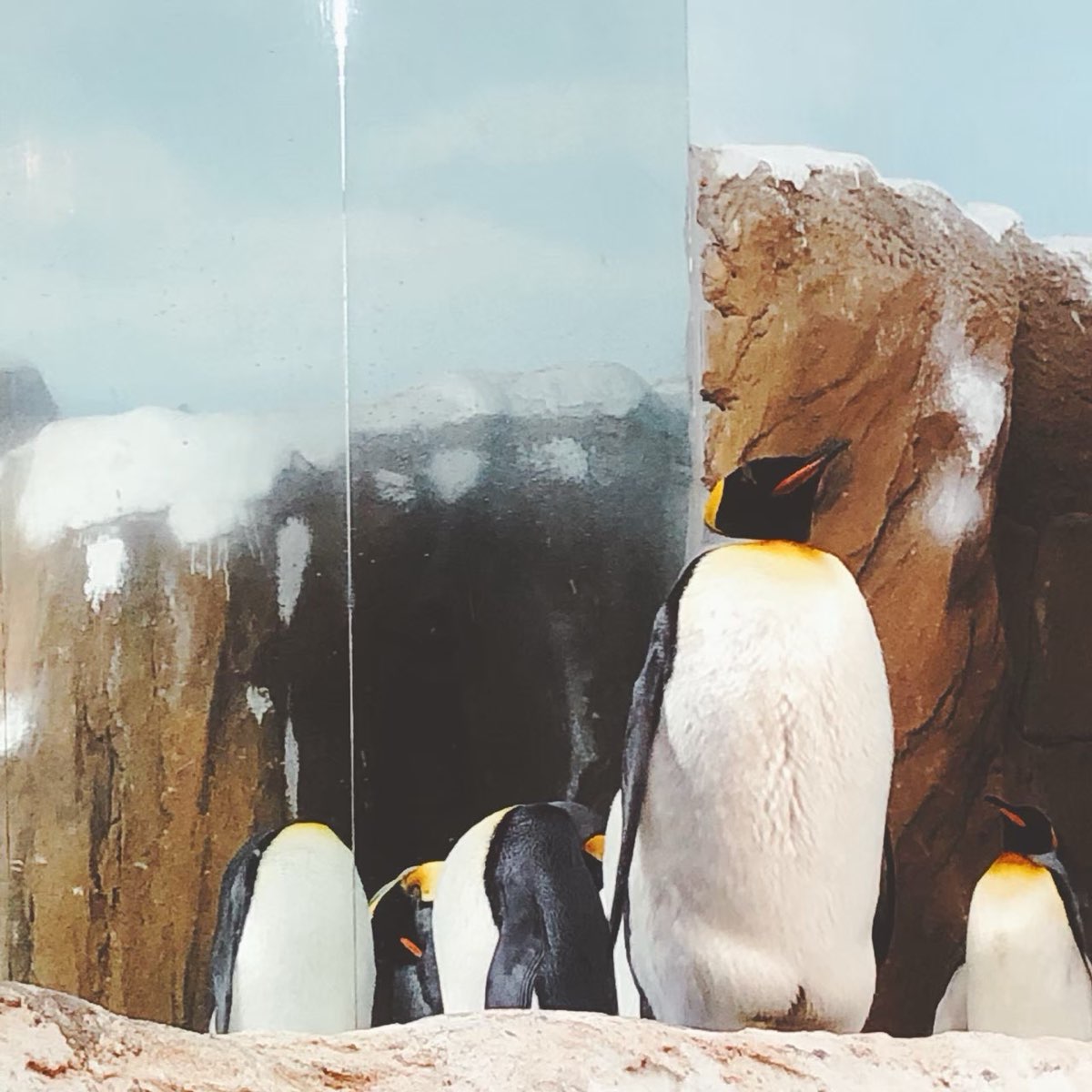 臺北市立動物園 | 去趣 chicTrip