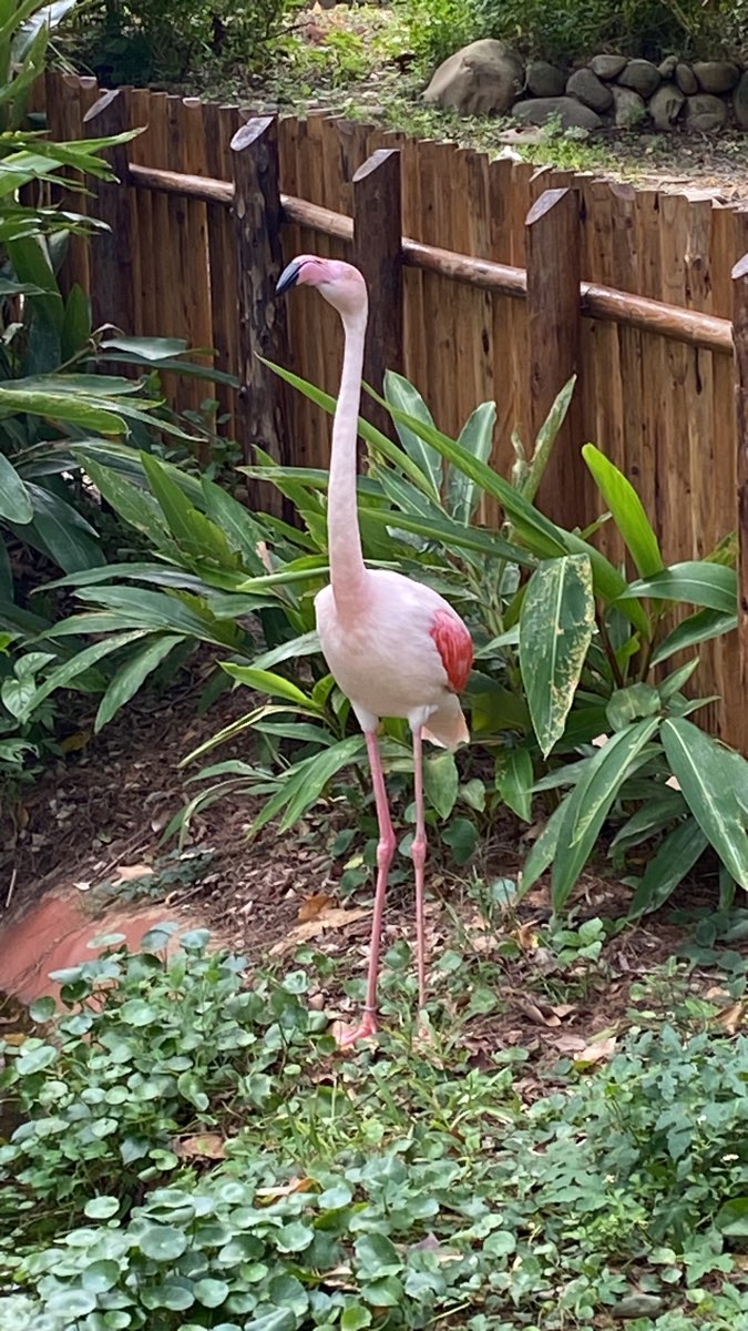 臺北市立動物園 | 去趣 chicTrip