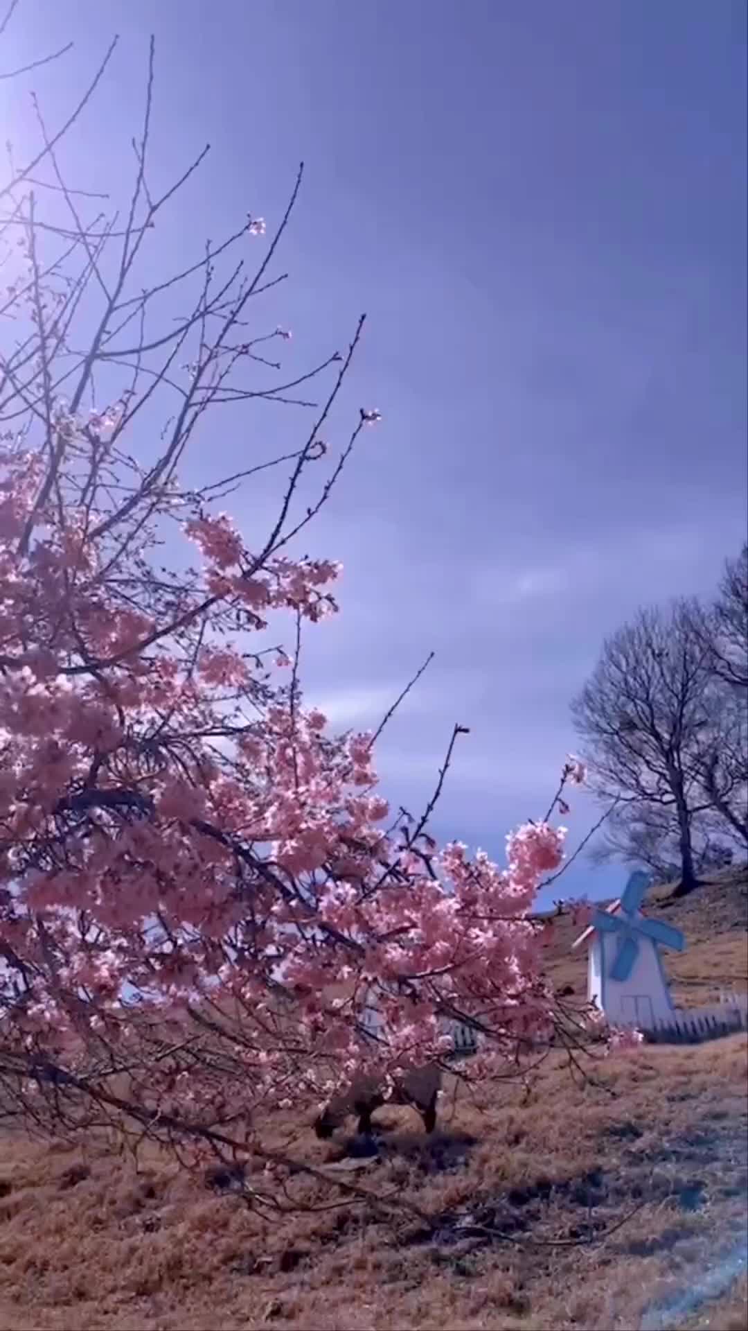 清境農場綿羊秀