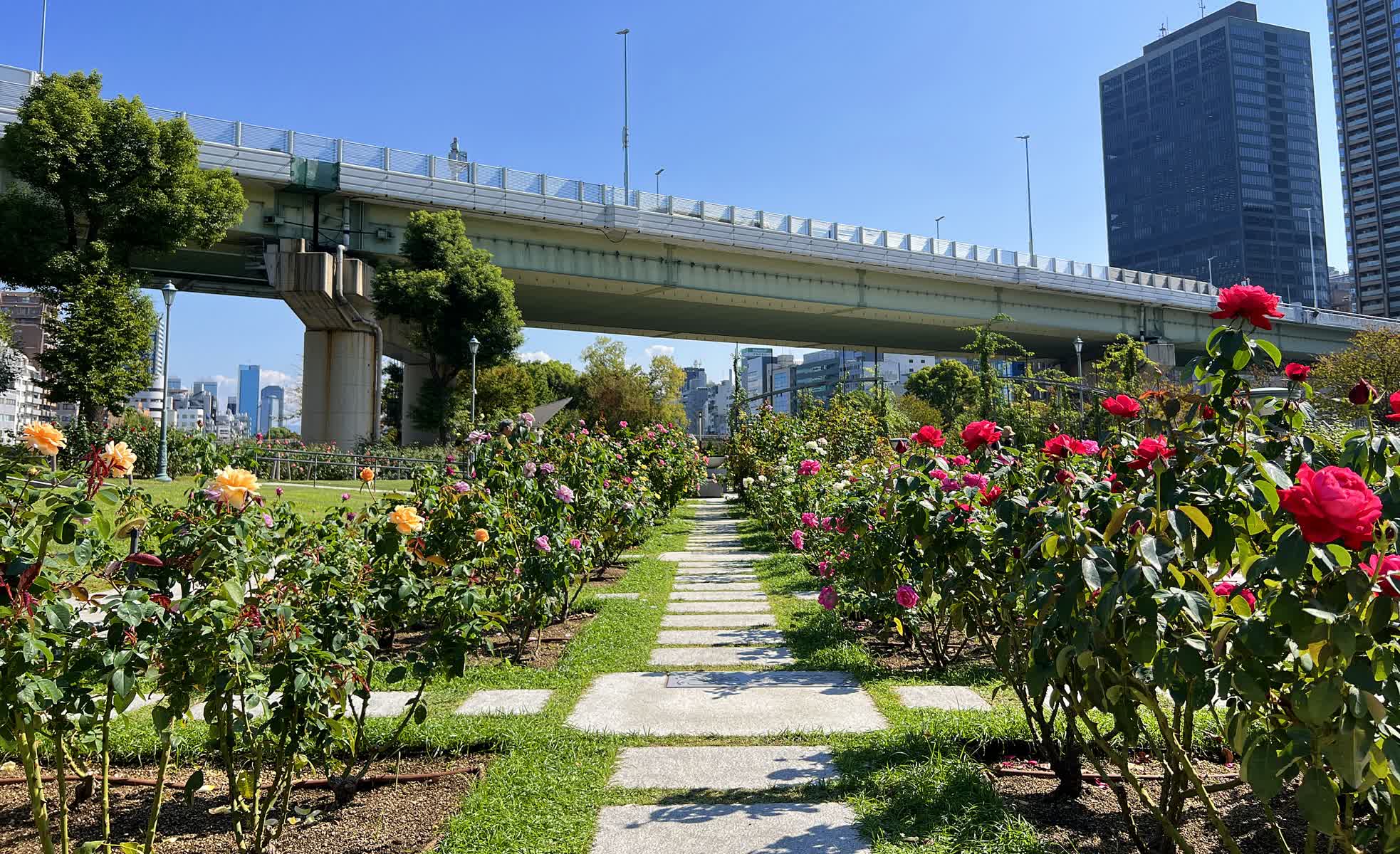 中之島公園 玫瑰園 | 去趣 chicTrip