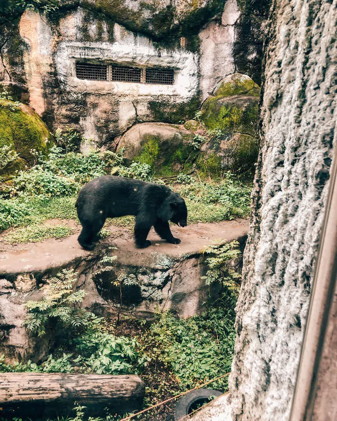 臺北市立動物園 | 去趣 chicTrip