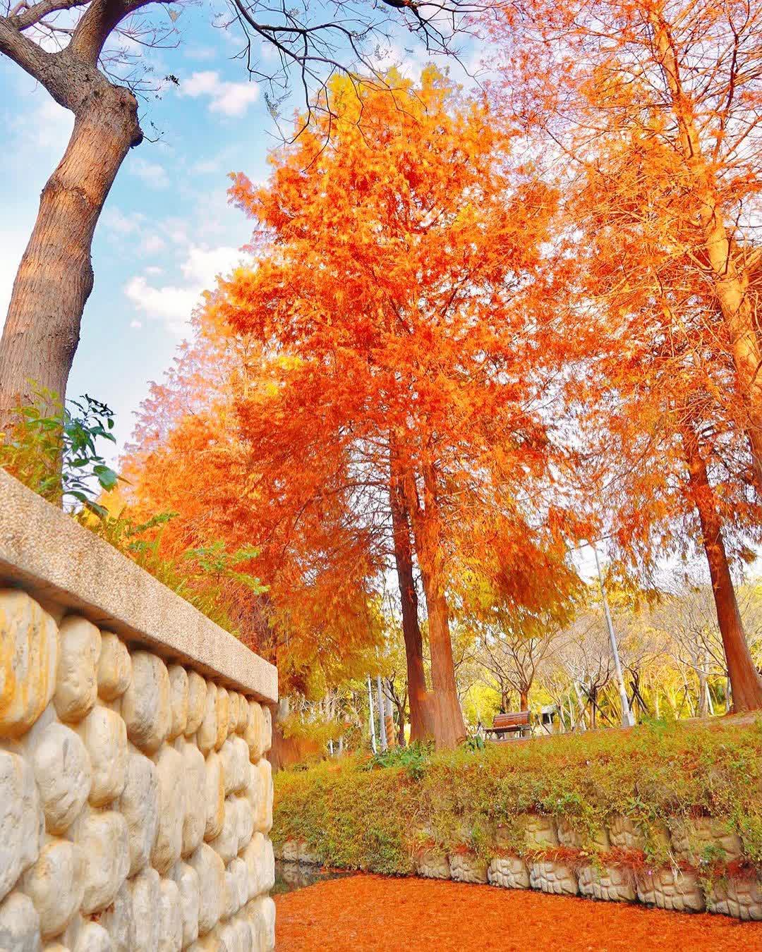 去趣- 『台北』2023 士林官邸鬱金香花展- 遇見愛@↖流轉草香愛麗娜↗