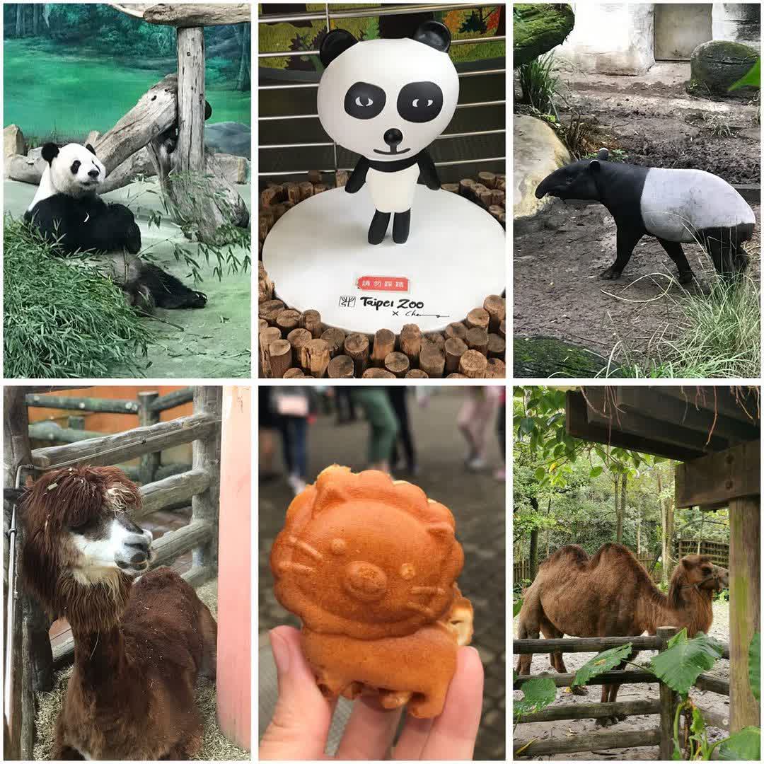 臺北市立動物園 | 去趣 chicTrip