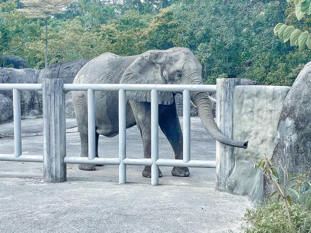 臺北市立動物園 | 去趣 chicTrip