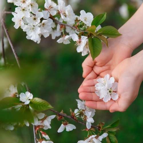 浪漫小旅行，來迎接浪漫五月雪吧 ！ - Ariel lalala | 去趣 chicTrip