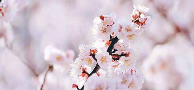 東京賞櫻輕旅行👘淺草和服/目黑川/千鳥之淵/吉祥寺 - 去趣官方合作 | 去趣 chicTrip