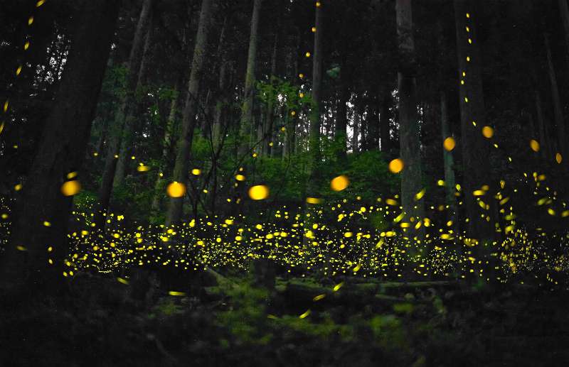 點亮森林的黑夜~露營東勢/賞螢 - 去趣官方推薦 | 去趣 chicTrip