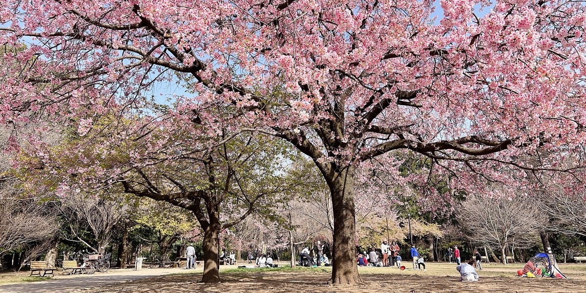2025東京賞櫻安靜版🤫🌸：新宿御苑、井之頭恩賜公園、飛鳥山公園 - CJ夫人 | 去趣 chicTrip