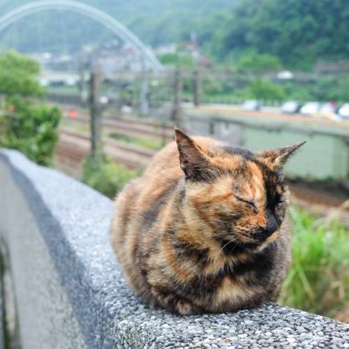 收錄最美海岸線、懷舊老街~一同去新北 - 去趣官方推薦 | 去趣 chicTrip
