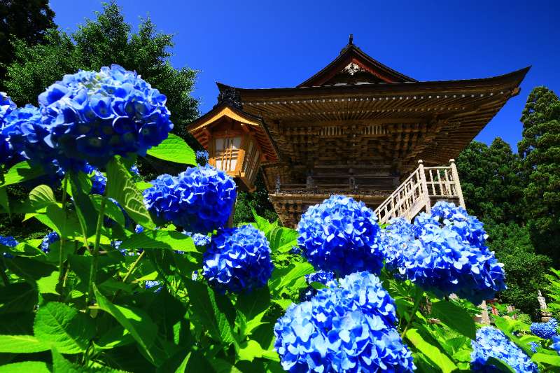 療癒の夏日花卷⛱️ - 王莎拉 | 去趣 chicTrip