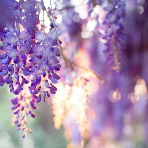 限定的紫色花海~淡水紫藤花園 - 去趣官方推薦 | 去趣 chicTrip
