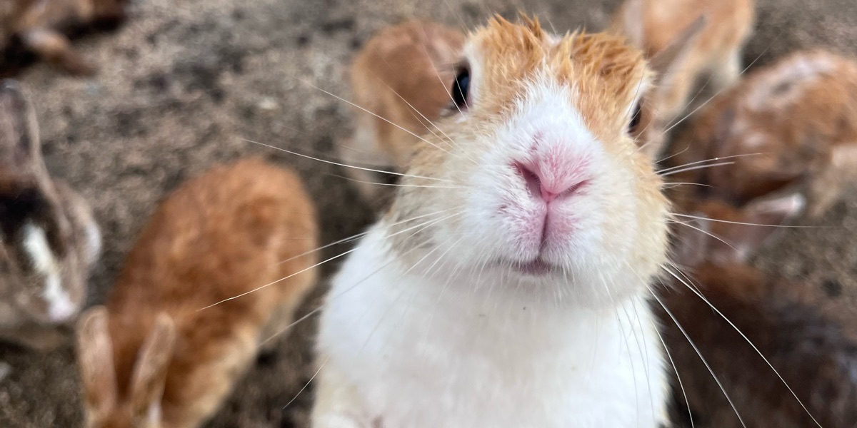 廣島直飛！大久野島尾道瀨戸內海跳島六天五夜 - chuchu | 去趣 chicTrip