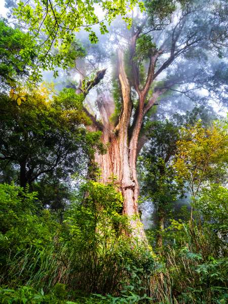 【亮點選拔】原民獵場之旅~棲蘭神木 - 喔熊組長 | 去趣 chicTrip