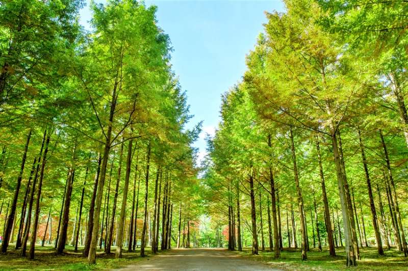 韓國首爾5日｜住萬怡酒店．南怡島美境．小金山懸索吊橋 - 去趣x雄獅官方合作 | 去趣 chicTrip